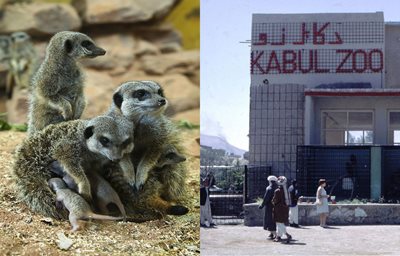 کابل-باغ-وحش-کابل-Kabul-Zoo-273290