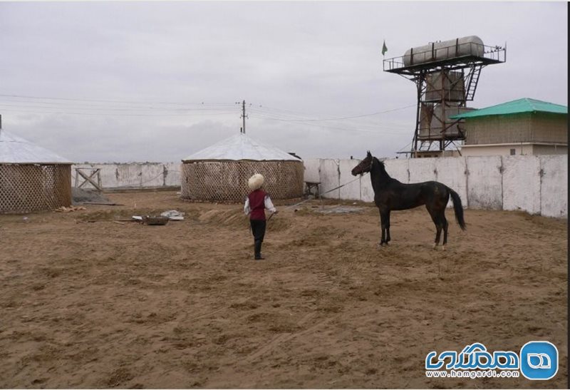 میدان اسب دوانی اسب های ترکمن Turkmen Akhalteke Horse Trekkings