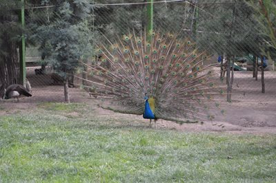 باغ گیاه شناسی و باغ وحش Botanical Garden and Zoo