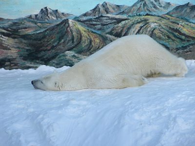 کبک-آکواریوم-کبک-Aquarium-du-Quebec-276322