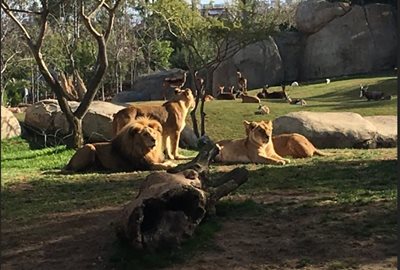 والنسیا-بیوپارک-والنسیا-Bioparc-Valencia-277535