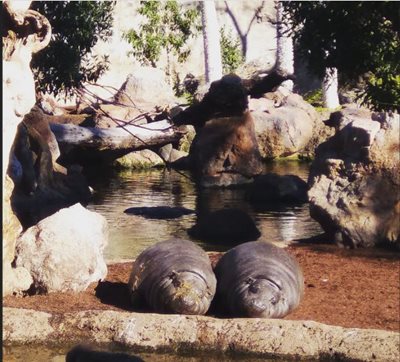 والنسیا-بیوپارک-والنسیا-Bioparc-Valencia-277538