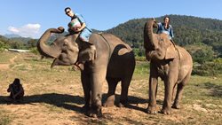 کمپ فیل ها | بلو الفنت تایلند تور Blue Elephant Thailand Tours