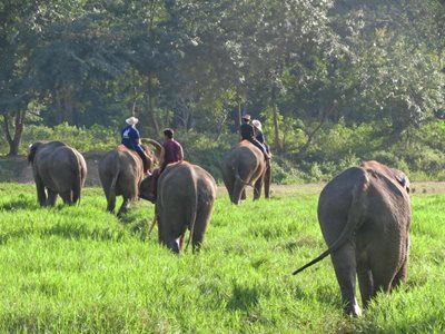 چیانگ-مای-کمپ-فیل-ها-بلو-الفنت-تایلند-تور-Blue-Elephant-Thailand-Tours-281773