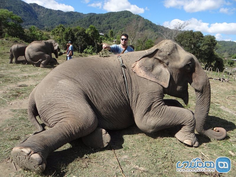 کمپ فیل ها | بلو الفنت تایلند تور Blue Elephant Thailand Tours