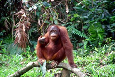 مرکز توانبخشی سپیلوک Sepilok Orang Utan Rehabilitation Centre