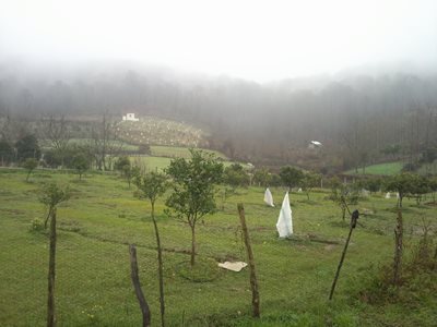 شیرگاه-روستای-چالی-287232
