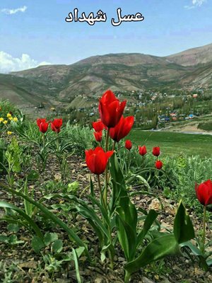 شهرضا-فروشگاه-عسل-ارگانیک-طباییان-287543