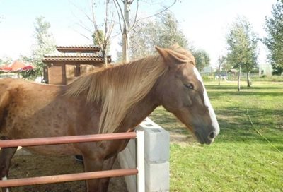 ساراگوسا-پارک-آبی-اسب-سواری-Equestrian-Club-Water-Park-291967