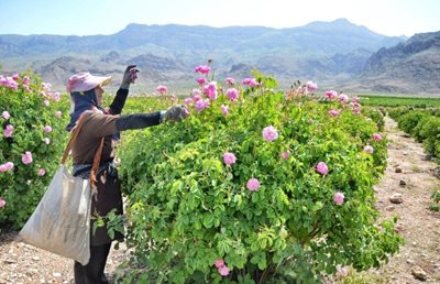 داراب-دشت-گل-محمدی-روستای-لایزنگان-293368