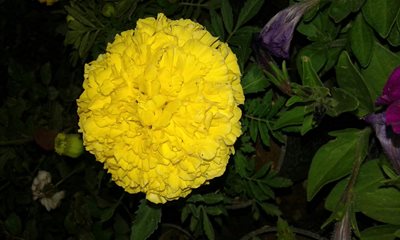 محلات-دهکده-گل-و-گیاهان-زینتی-محلات-293818
