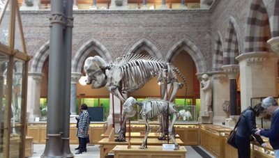 موزه تاریخ طبیعی دانشگاه آکسفورد Oxford University Museum of Natural History