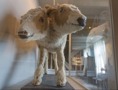 موزه لوفوتن Lofotmuseet