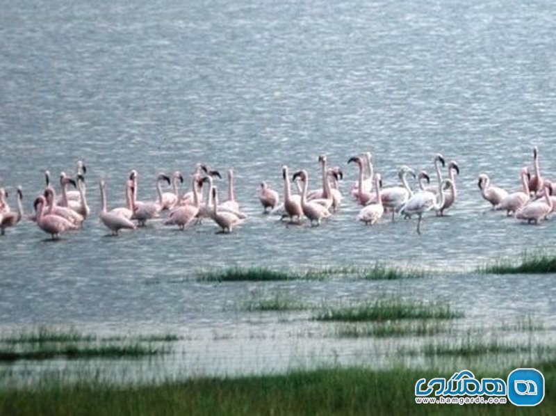 دشت نمک کالونی لسبوس Kalloni Salt Pans