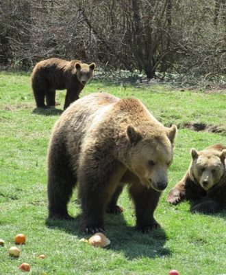 براشوو-منطقه-حفاظت-شده-خرس-های-براشوو-Libearty-Bear-Sanctuary-Zarnesti-297452