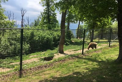 براشوو-منطقه-حفاظت-شده-خرس-های-براشوو-Libearty-Bear-Sanctuary-Zarnesti-297460