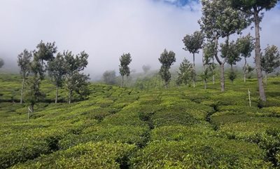 کرالا-باغ-چای-کرالا-Tea-Gardens-301392