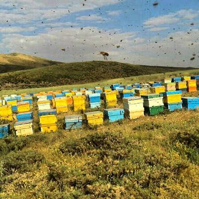 شهرضا-فروشگاه-عسل-ارگانیک-طباییان-301900