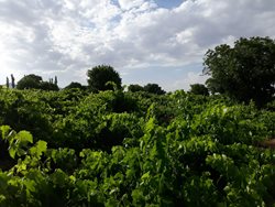 روستای درسجین