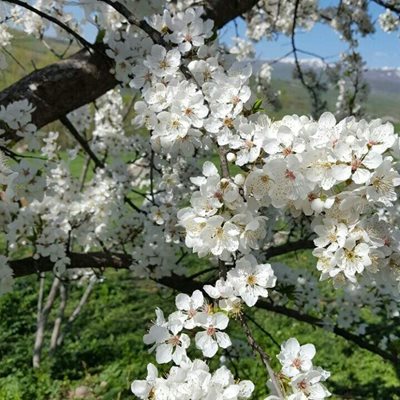 روستای قلعه جوق سبلان