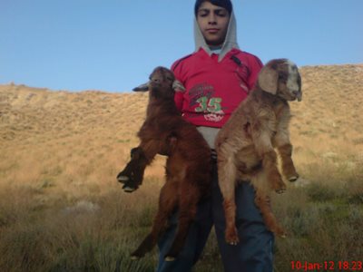 شاهرود-روستای-قلعه-بالا-308042
