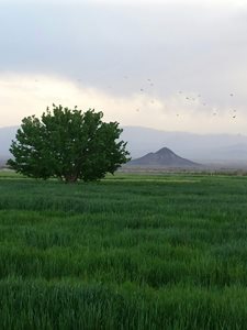 سربیشه-روستای-درح-308482