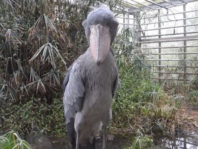 باغ وحش زوریخ Zoo Zurich