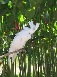 اوبود-پارک-پرندگان-بالی-Bali-Bird-Park-311697