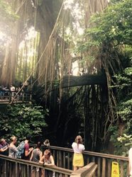 جنگل میمون ھای اوبود Sacred Monkey Forest Sanctuary