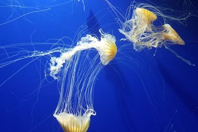 آتلانتا-آکواریوم-جورجیا-Georgia-Aquarium-315382