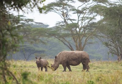 دریاچه ناکورو Lake Nakuru