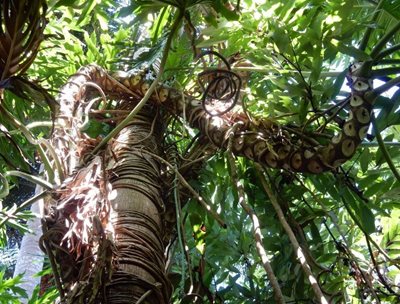 کنز-باغ-گیاه-شناسی-کنز-Cairns-Botanic-Gardens-319132