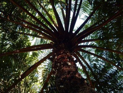 کنز-باغ-گیاه-شناسی-کنز-Cairns-Botanic-Gardens-319131