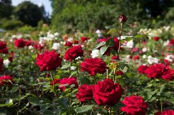 باغ گل رز برن Rosengarten