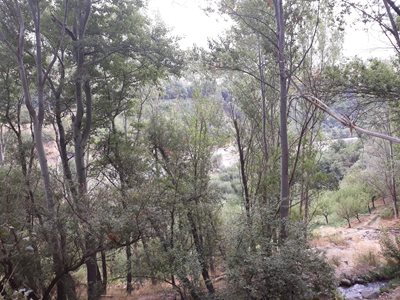 مشگین-شهر-باغ-درختان-320858