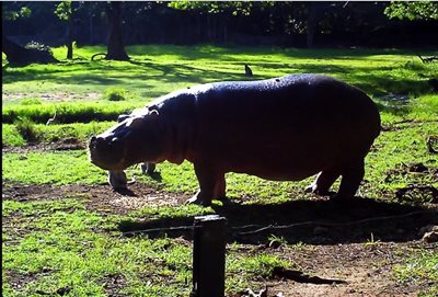 هالر پارک مومباسا Haller Park