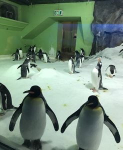 آوکلند-آکواریوم-حیات-دریایی-آوکلند-Kelly-Tarlton-s-Sea-Life-Aquarium-324989