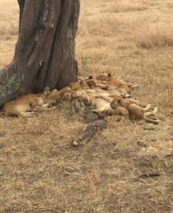 ارینگا-سافاری-چابو-ارینگا-Chabo-Africa-Safaris-325008