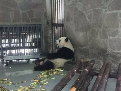 چنگدو-پانداهای-چنگدو-Giant-Panda-Breeding-Research-Base-325981