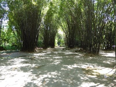 چنگدو-پارک-Wangjianglou-326072