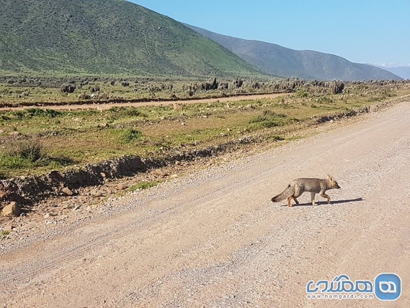 جزیره دمام Isla Damas