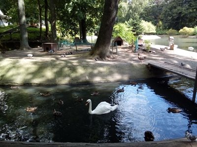 کالینینگراد-باغ-وحش-کالینینگراد-Kaliningrad-Zoo-327999