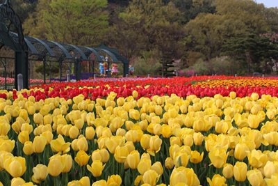 دایجونگ-باغ-وحش-ا-ورد-Daejeon-O-World-328443