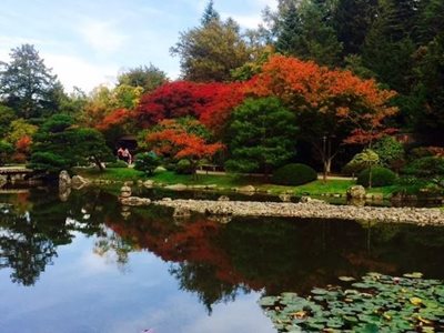 سیاتل-باغ-ژاپنی-سیاتل-Seattle-Japanese-Garden-328557