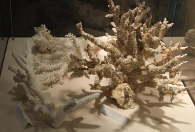 لیژ-موزه-آکواریوم-لیژ-Aquarium-et-Musee-de-Zoologie-Aquarium-and-Zoological-Museum-328954