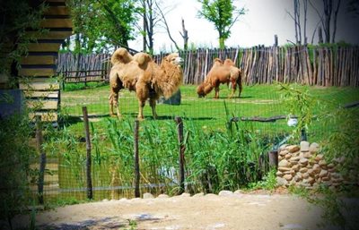 کراسنودار-پارک-سافاری-کراسنودار-Safari-Park-330132