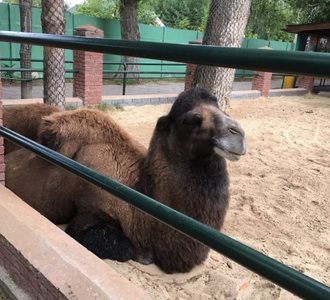 نیژنی-نووگورود-باغ-وحش-لیمپوپو-نیژنی-نووگورود-Limpopo-Zoo-330221