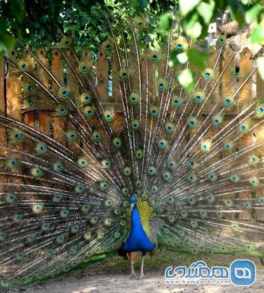باغ وحش لیمپوپو نیژنی نووگورود Limpopo Zoo