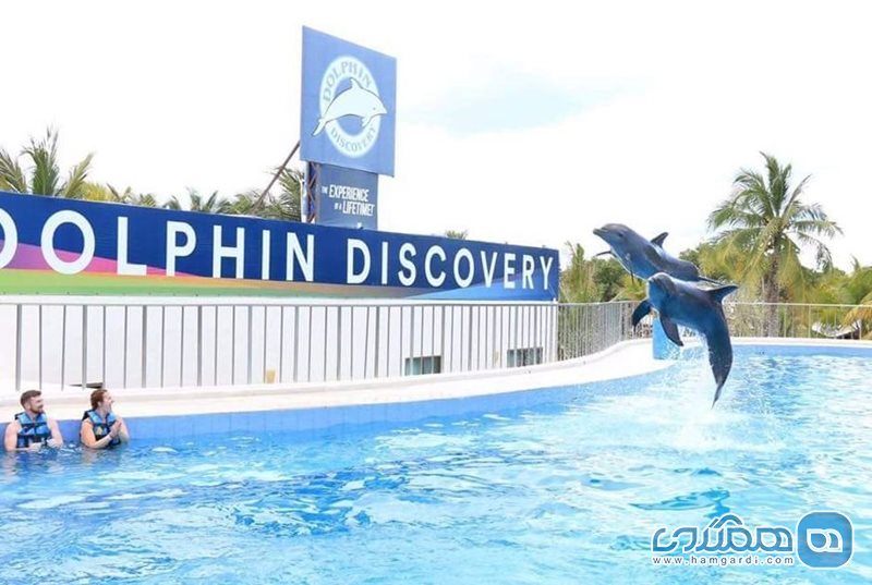 دلفین دیسکاوری Dolphin Discovery