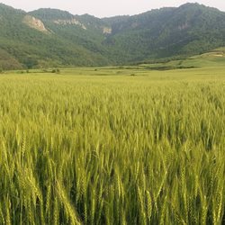 روستای قانجق شهرک